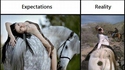 Pose à cheval