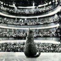 Mesdames, messieurs, nous sommes désolés, le spectacle est annulé...