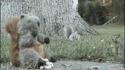 Il y a deux types d'écureuil
