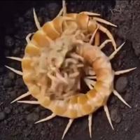 Matriphagie 