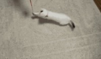 Comment rendre des chats fous