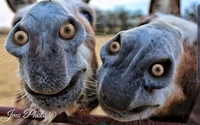 Mettre des yeux en verre dans les naseaux des ânes