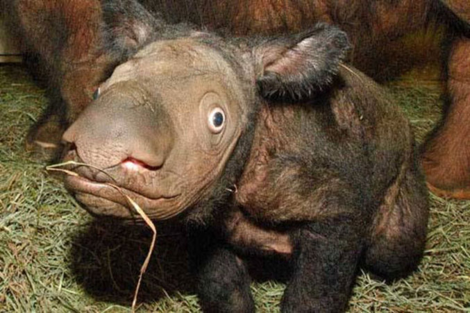 Un petit rhinocéros de Sumatra au regard étincelant d'intelligence.