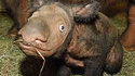 Jeune rhino