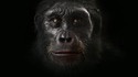 6 millions d'années d'évolution du faciès humain en 2 minutes