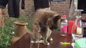 Le chat et le verre d'eau