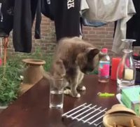 Le chat et le verre d'eau
