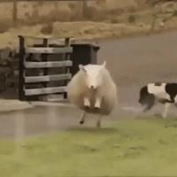 le mouton utilisé pour le vaccin du covid 19