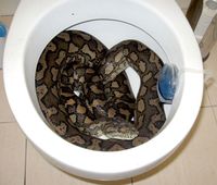 Qui tire la chasse