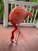 Fame en rose
