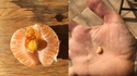 Orangeception