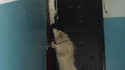 Chat vs chien