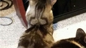 Chat bite