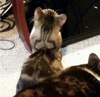 Chat bite