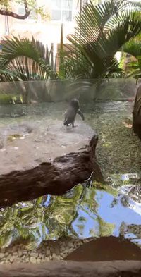 Manchot.exe a cessé de fonctionner