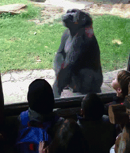 Réaction parfaite du gorille.