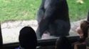 Des enfants provoquent un gorille