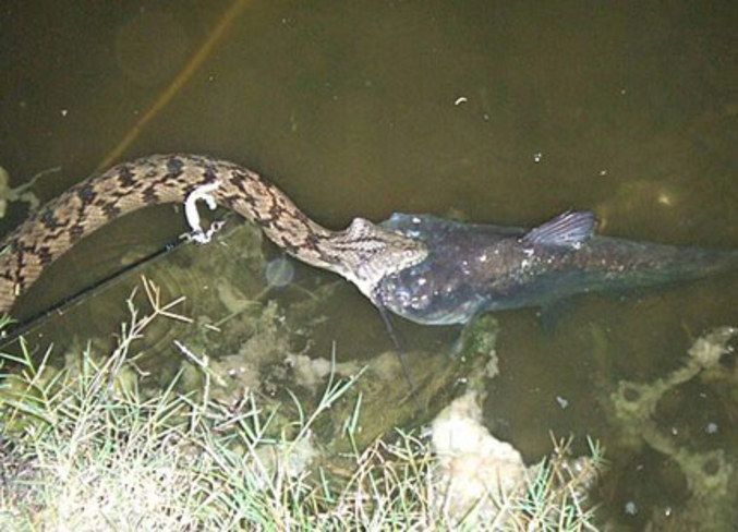 Un serpent a décidé de manger du poisson