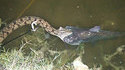 Serpent pécheur