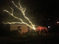 Faire feu de tous bois pour les décorations