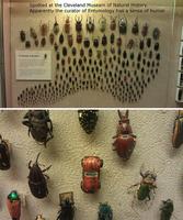 Collection de scarabée 