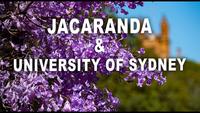 Arbre bleu de floraison de Jacaranda en Sydney