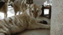 Deux loups découvrent un tigre