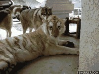 Deux loups découvrent un tigre
