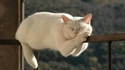 Un autre chat-monorail
