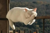 Un autre chat-monorail
