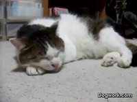 Un chat chante du blues