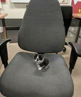 Mon nouveau collègue de travail