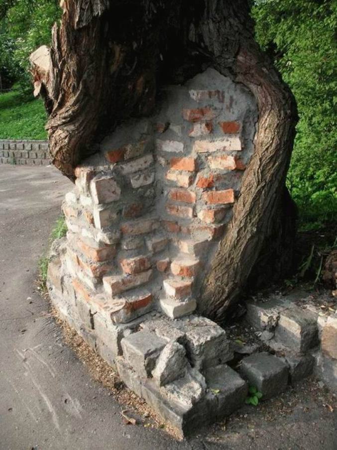 Un arbre qui a fusionné avec le mur.