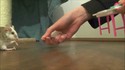 J'éduque ma souris