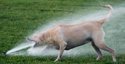 Un chien assoiffé