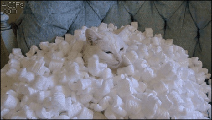 Un chat et du polystyrène