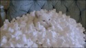 Un chat et du polystyrène