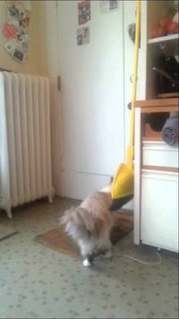 Un chat attend son humain