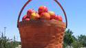 Pommes géantes