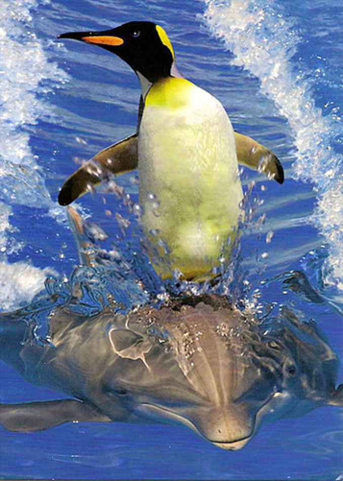 Un manchot qui fait du surf sur un dauphin.