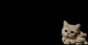 Fumée de chat