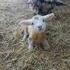 Un peu de tendresse