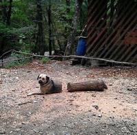 Illusion d'un chien WTF