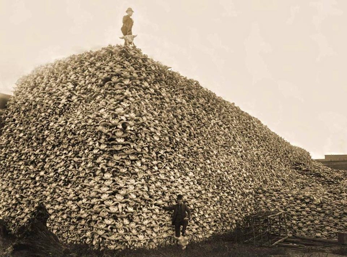 Entre 1872 et 1884, la chasse au bison se développe dans des proportions extrêmes aux Etats Unis. Ceci était dans le simple but d'affamer les Indiens.