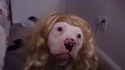 Avoir du chien