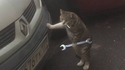 Chat mécano