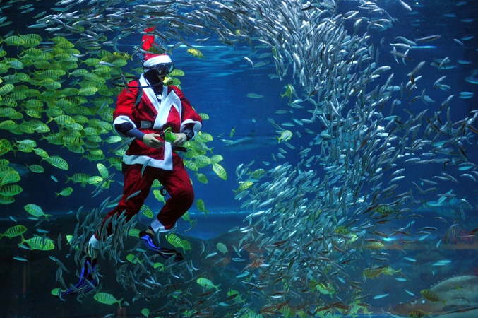 Un plongeur habillé en père Noël nage avec les poissons dans l'Aquarium de Séoul, Corée du Sud. (photo de Woohae Cho)