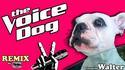 The voice dog