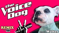 The voice dog