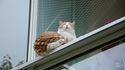 Un chat résille
